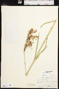 Scirpus pendulus image