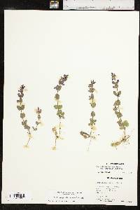 Scutellaria parvula image