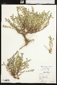 Scutellaria resinosa image