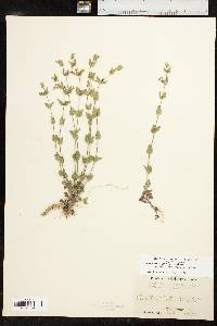 Scutellaria parvula image