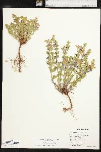 Scutellaria resinosa image