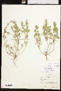 Scutellaria drummondii image