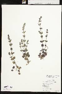 Scutellaria parvula var. australis image