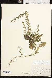 Scutellaria ovata image