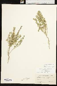 Scutellaria drummondii image