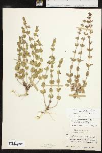 Scutellaria parvula image