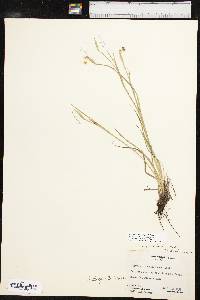 Sisyrinchium langloisii image