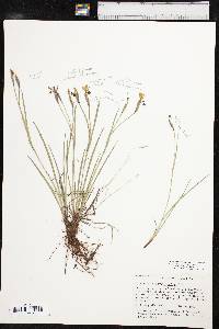Sisyrinchium pruinosum image
