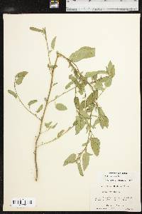 Sida spinosa image