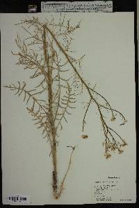 Sisymbrium altissimum image