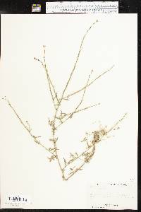 Sisymbrium officinale image