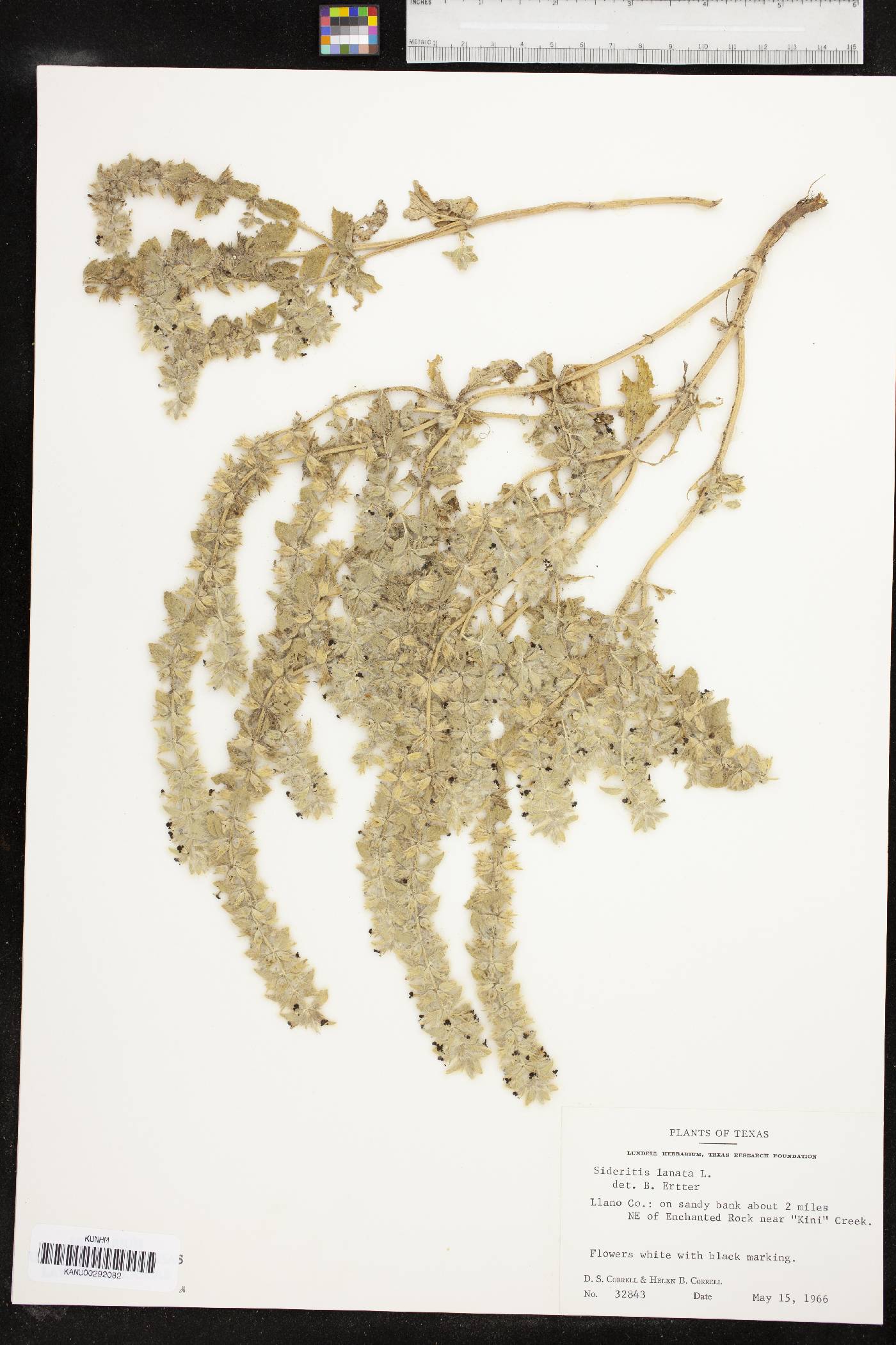 Sideritis lanata image