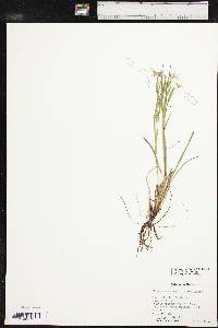 Sisyrinchium chilense image