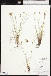 Sisyrinchium campestre image