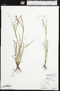 Sisyrinchium pruinosum image