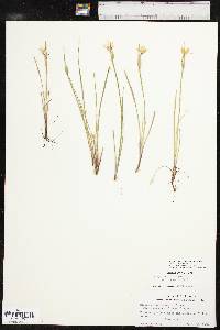 Sisyrinchium campestre image