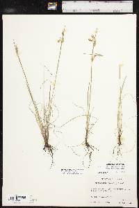 Sisyrinchium campestre image