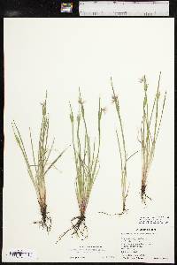 Sisyrinchium campestre image