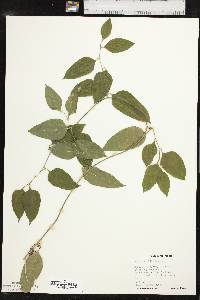 Smilax smallii image