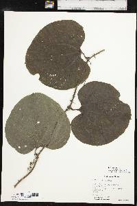 Smilax tamnoides image