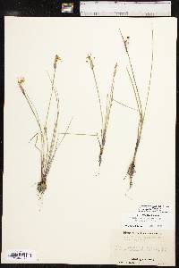 Sisyrinchium campestre image