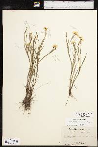 Sisyrinchium chilense image