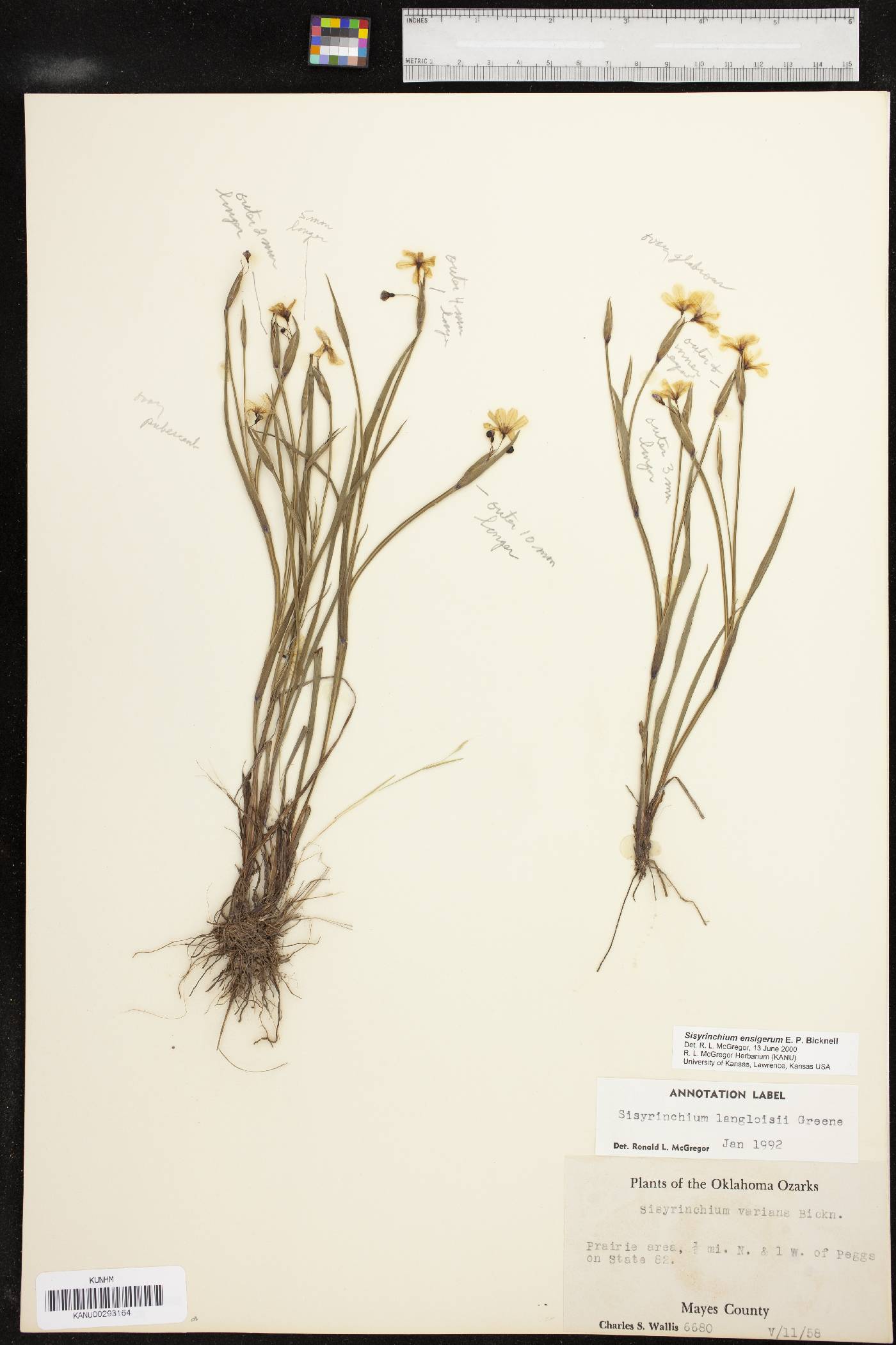 Sisyrinchium chilense image