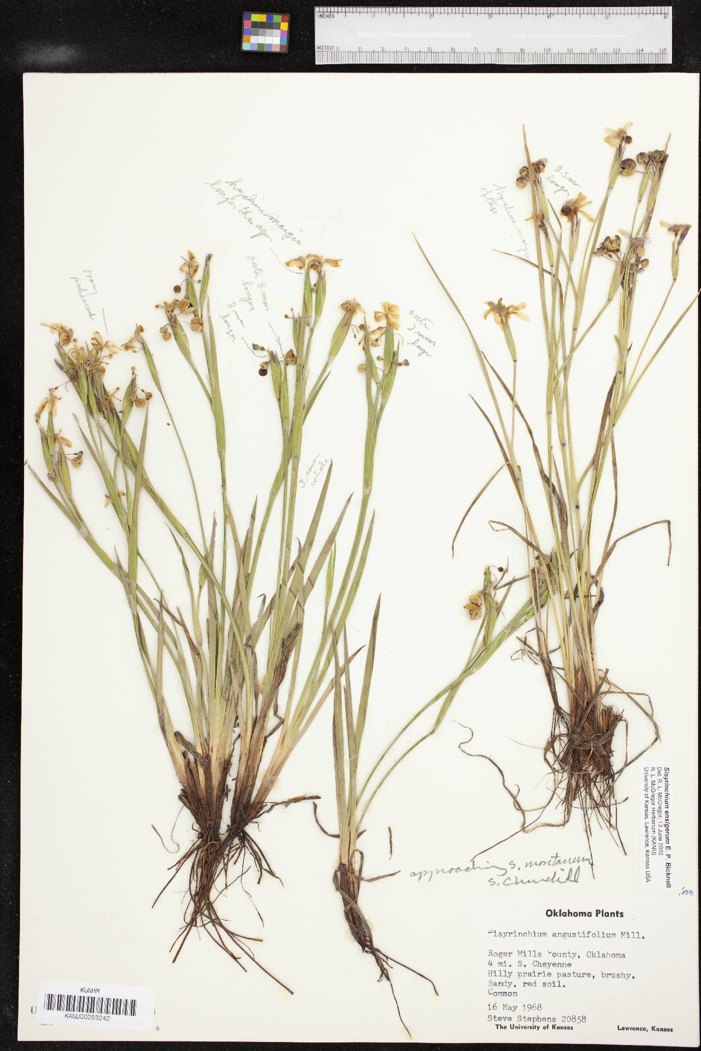 Sisyrinchium chilense image