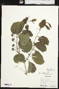 Smilax tamnoides image