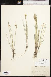 Sisyrinchium campestre image