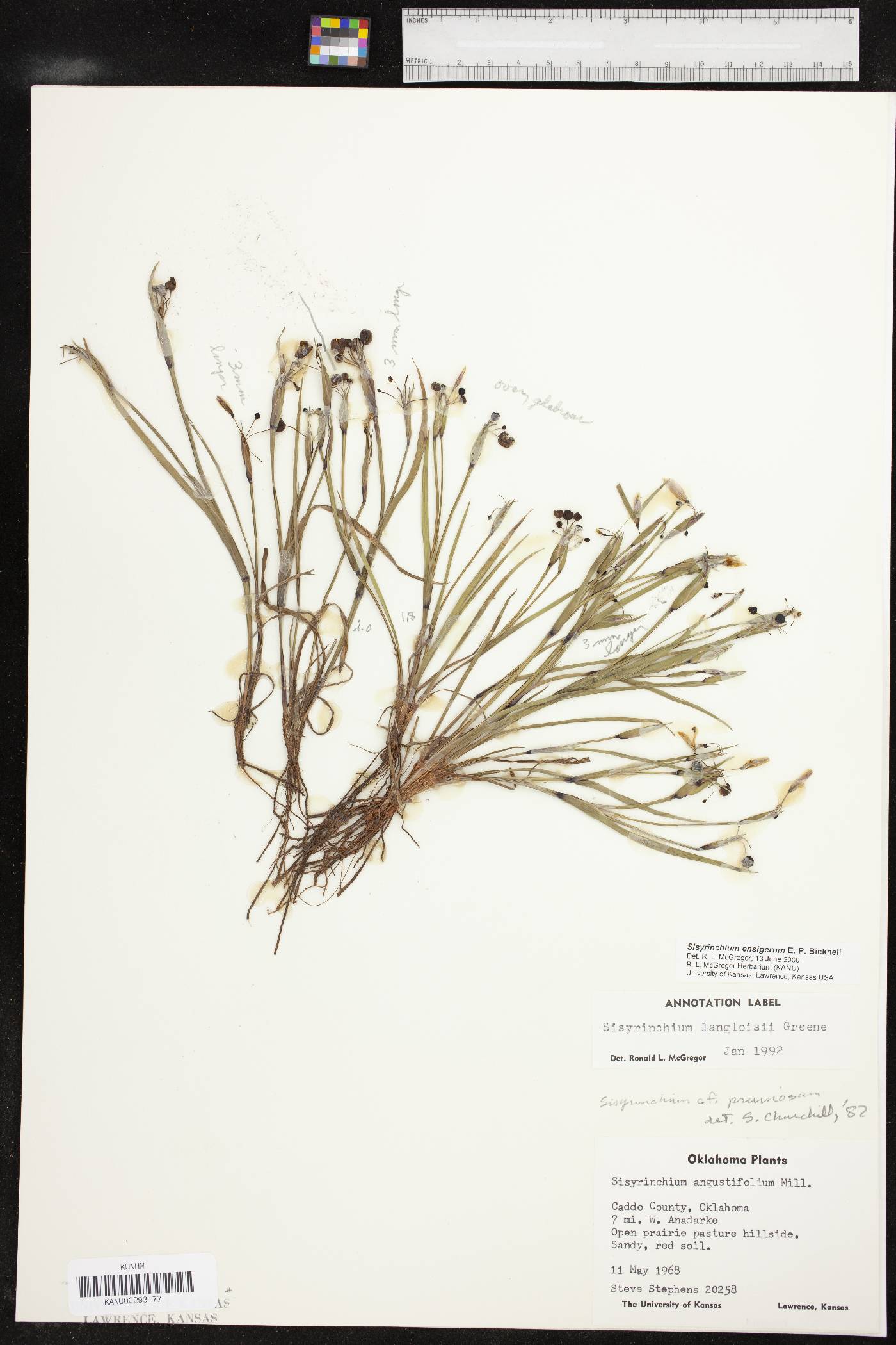 Sisyrinchium chilense image