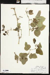 Smilax bona-nox image