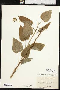 Smilax pulverulenta image