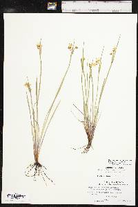 Sisyrinchium campestre image