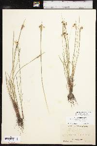 Sisyrinchium campestre image