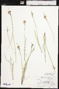 Sisyrinchium campestre image