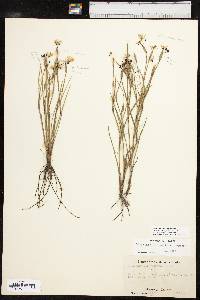 Sisyrinchium langloisii image