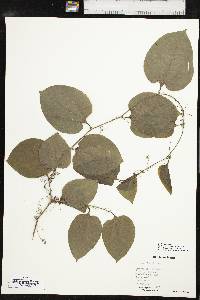 Smilax tamnoides image