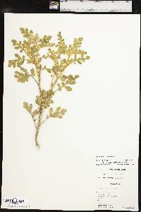 Solanum rostratum image