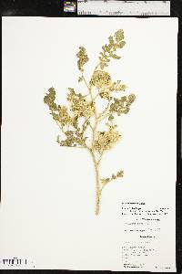 Solanum rostratum image