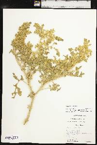 Solanum rostratum image