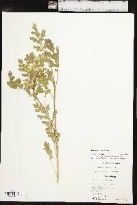 Solanum rostratum image