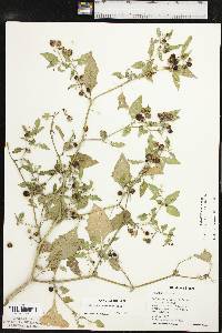 Solanum ptychanthum image