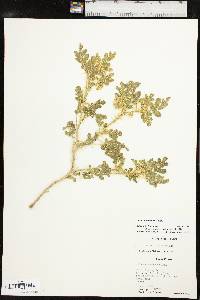 Solanum rostratum image