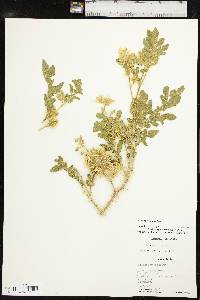 Solanum rostratum image