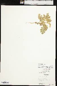 Solanum rostratum image