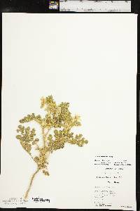 Solanum rostratum image