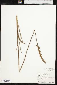 Spiranthes vernalis image