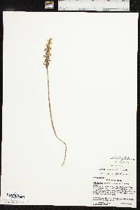 Spiranthes cernua image