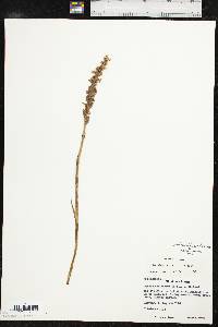 Spiranthes cernua image